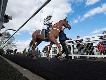 A low angle of a horse and jockey being lead in parade ring